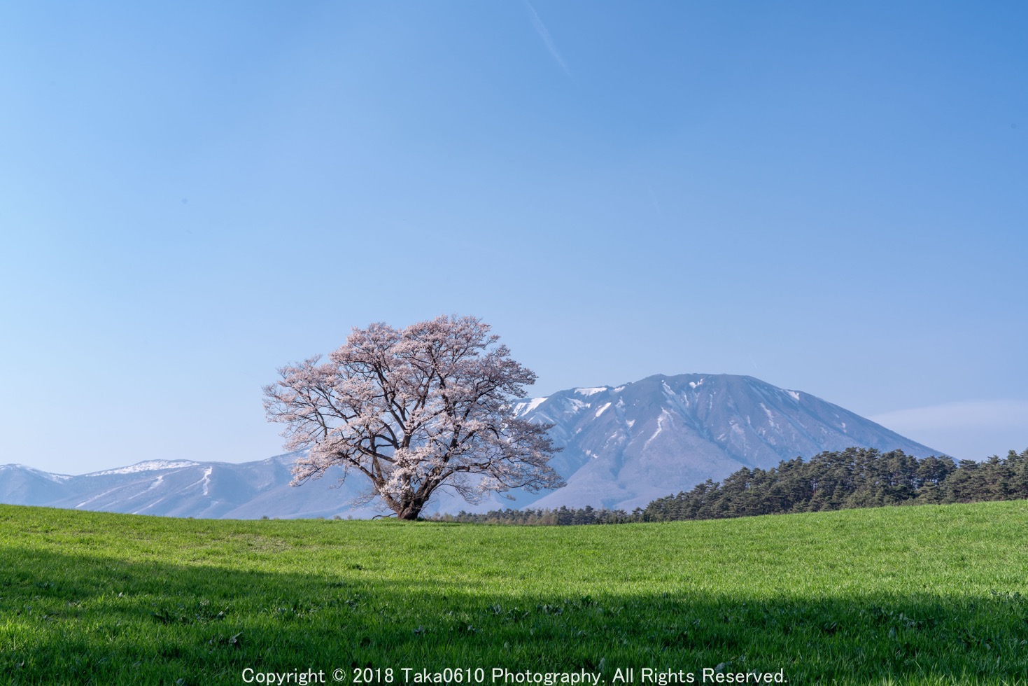 岩手の桜スポット 小岩井農場 より 1本桜 を撮る