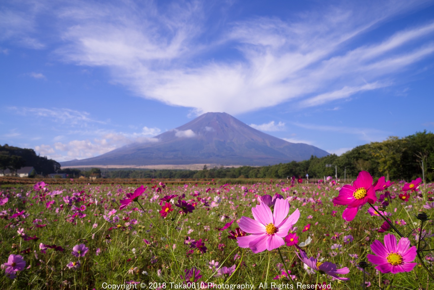 山梨の富士山スポット 山中湖花の都公園 でコスモスを撮る Photo Fieldworks