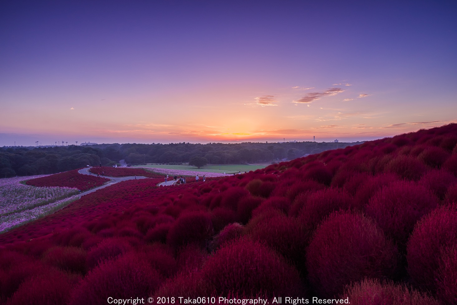 真っ赤なコキア畑 茨城県の国営ひたち海浜公園で紅葉を撮る Photo Fieldworks